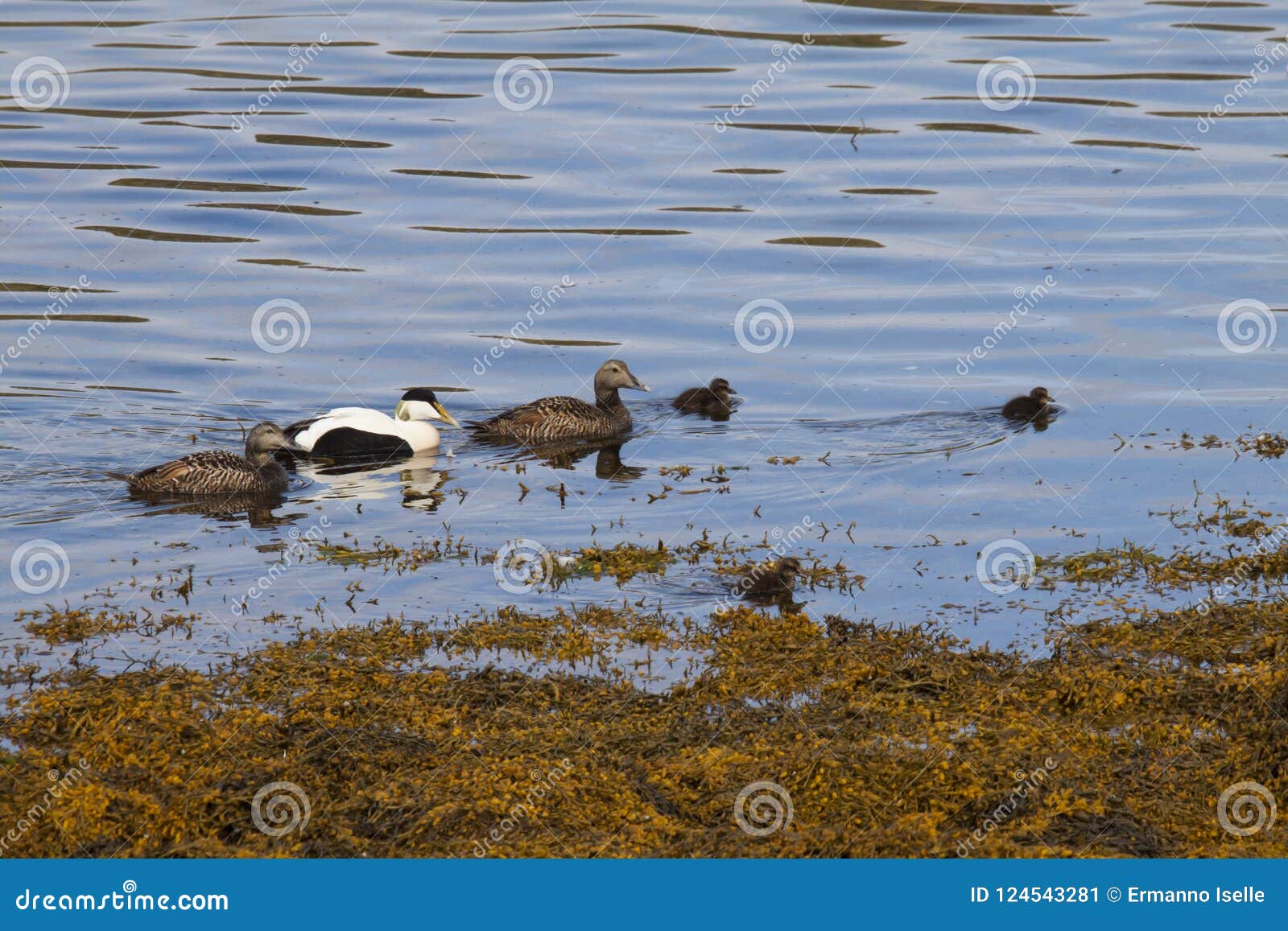image of common eider,a typical sea-duck of iceland